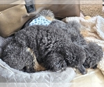 Litter of 2 - Male(s) and Female(s) Poodle (Toy)Litter of Puppies for Sale - Photo #4