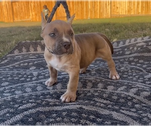 American Bully Dog for Adoption in SAN ANTONIO, Texas USA
