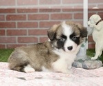 Image preview for Ad Listing. Nickname: Dixie