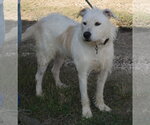 Small Photo #2 Airedale Terrier-Irish Terrier Mix Puppy For Sale in Bandera, TX, USA