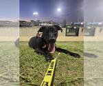 Small #1 Labrador Retriever Mix