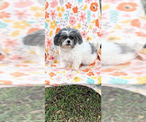 Medium Photo #20 Shih Tzu Puppy For Sale in Weston, FL, USA