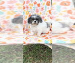 Small #19 Shih Tzu