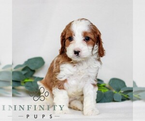 Cavapoo Puppy for sale in EAST EARL, PA, USA
