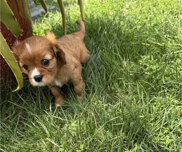 Medium Photo #9 Cavalier King Charles Spaniel Puppy For Sale in KANSAS CITY, MO, USA