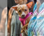 Small #4 Chihuahua