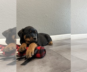 Rottweiler Puppy for sale in ELK GROVE, CA, USA