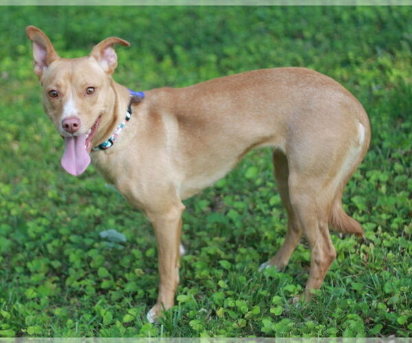 Medium Photo #7 Feist Terrier-Unknown Mix Puppy For Sale in Cookeville, TN, USA