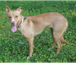 Small #6 Feist Terrier Mix
