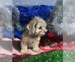 Small #2 YorkiePoo