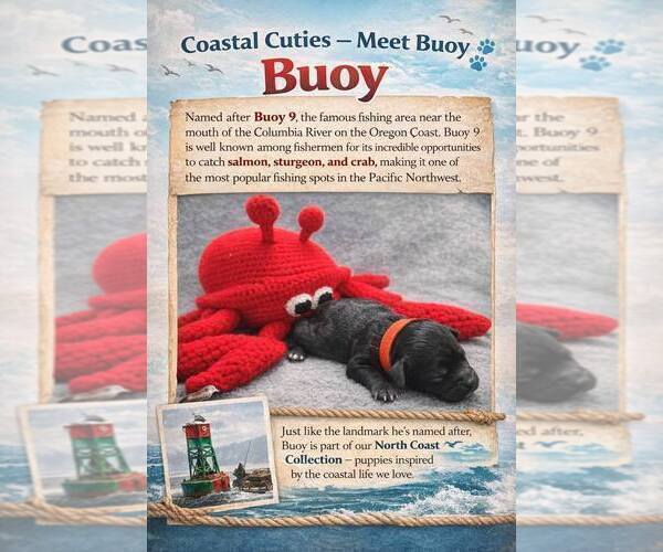 Medium Photo #3 Goldendoodle mix (+ Poodle Miniature) Puppy For Sale in ASTORIA, OR, USA