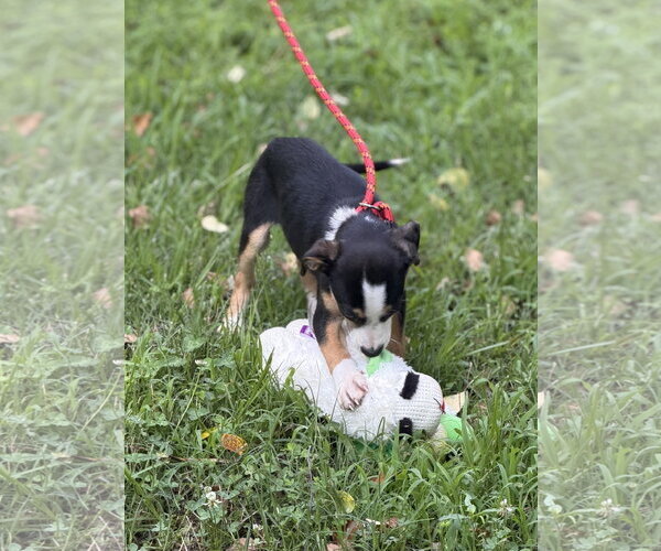 Medium Photo #4 Mutt Puppy For Sale in Yardley, PA, USA