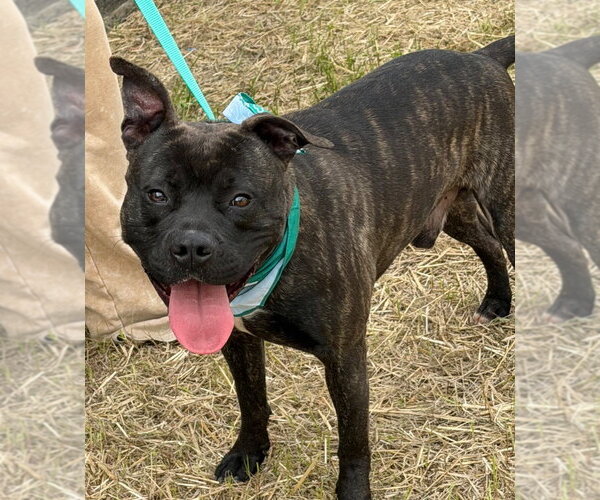 Medium Photo #4 Mutt Puppy For Sale in Tarboro, NC, USA