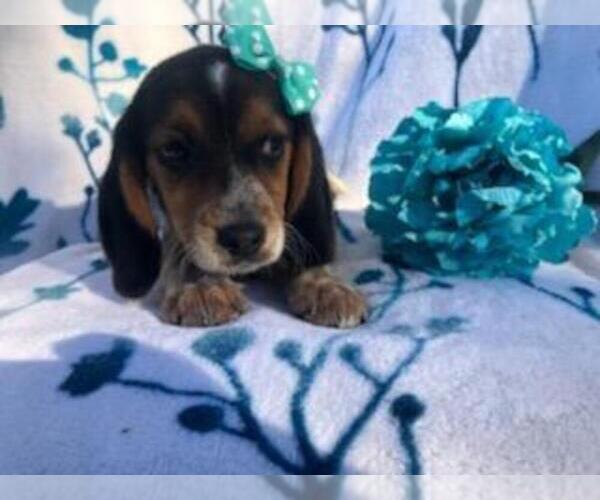 Medium Photo #5 Beagle Puppy For Sale in LAKELAND, FL, USA
