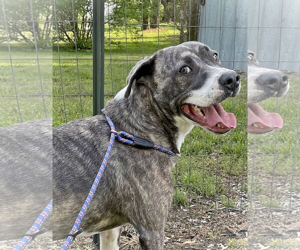 Medium Photo #6 Mutt Puppy For Sale in Crandall, GA, USA
