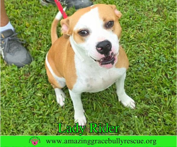 Medium Photo #3 Bulldog Puppy For Sale in Milton, FL, USA