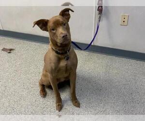 Mutt Dogs for adoption in Visalia, CA, USA