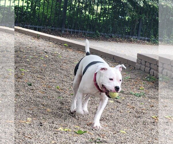 Medium Photo #5 American Pit Bull Terrier-Unknown Mix Puppy For Sale in Crete, IL, USA