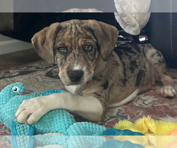 Medium Photo #2 Catahoula Leopard Dog-Labrador Retriever Mix Puppy For Sale in Clarkston, MI, USA