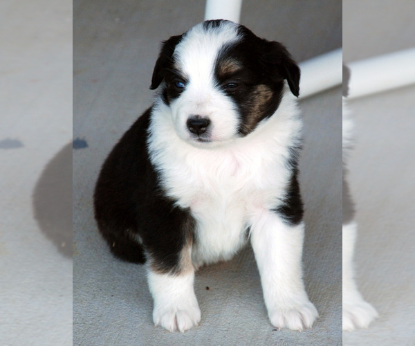 Medium Photo #5 Miniature Australian Shepherd Puppy For Sale in WITTMANN, AZ, USA