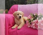 Small Photo #12 Golden Retriever Puppy For Sale in SHERIDAN, MI, USA