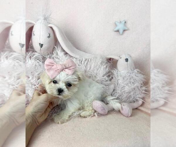 Medium Photo #14 Maltese Puppy For Sale in WINTER PARK, FL, USA