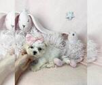 Small #13 Maltese