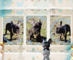 Small Photo #3 French Bulldog Puppy For Sale in ATHENS, GA, USA