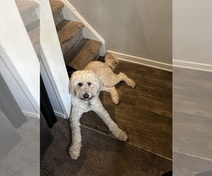 Double Doodle Puppy for sale in SPARTANBURG, SC, USA