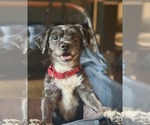 Small #4 Miniature Schnauzer Mix
