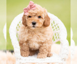 Puppy Nae Nae Goldendoodle (Miniature)