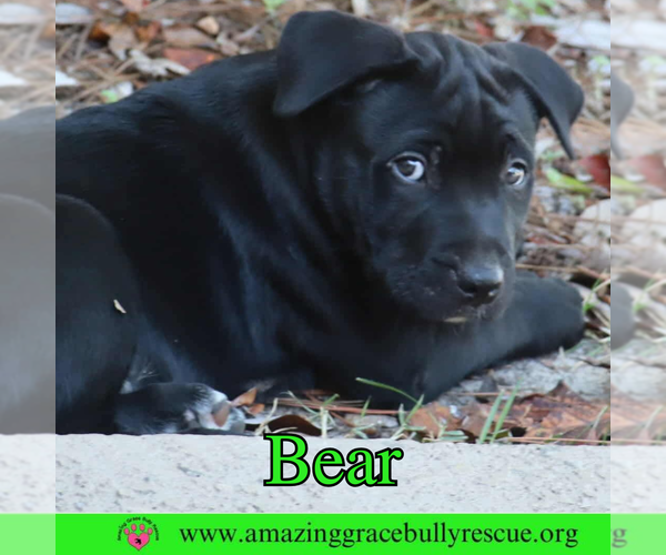 Medium Photo #3 American Pit Bull Terrier-Unknown Mix Puppy For Sale in Pensacola, FL, USA