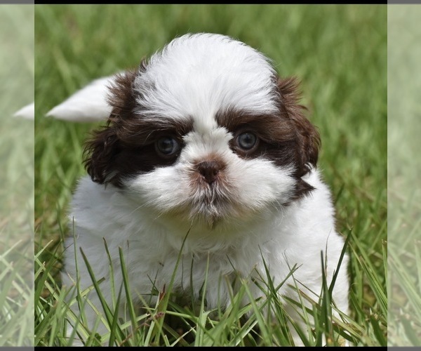Medium Photo #1 Shih Tzu Puppy For Sale in PALM COAST, FL, USA