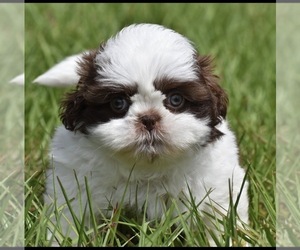 Shih Tzu Puppy for sale in PALM COAST, FL, USA