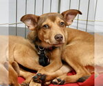 Small #3 Miniature Pinscher Mix