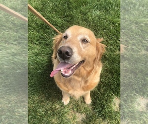 Golden Retriever Puppy for sale in CENTERVIEW, NC, USA
