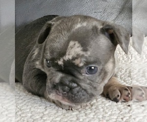 French Bulldog Puppy for sale in CINCINNATI, OH, USA