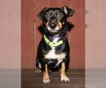 Small #2 Mutt