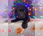 Small #2 Labrador Retriever