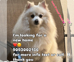 Lulu - Female Pomeranian Puppy for Sale - Small photo