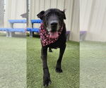 Small #1 Labrador Retriever Mix