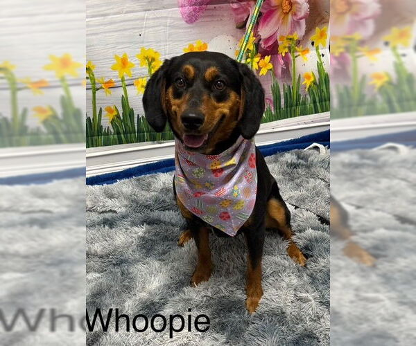 Medium Photo #3 Mutt Puppy For Sale in Cottageville, WV, USA