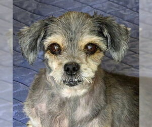 Shih Tzu Dogs for adoption in Arlington, VA, USA