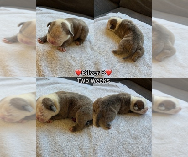 Medium Photo #6 Olde English Bulldogge Puppy For Sale in BRENTWOOD, CA, USA
