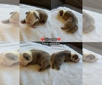 Puppy Silver B Olde English Bulldogge