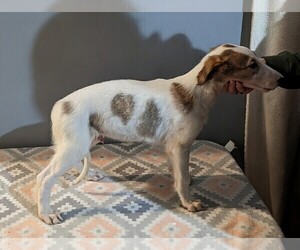 Borzoi Puppy for sale in FULTON, NY, USA