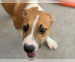 Small #1 Labrador Retriever Mix
