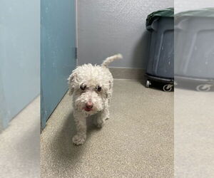 Poodle (Miniature)-Unknown Mix Dogs for adoption in Las Vegas, NV, USA