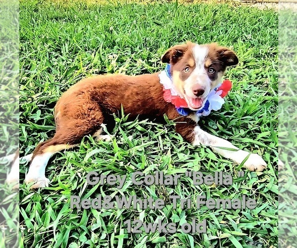 Medium Photo #2 Border Collie Puppy For Sale in BYBEE, TN, USA