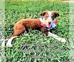 Small #1 Border Collie